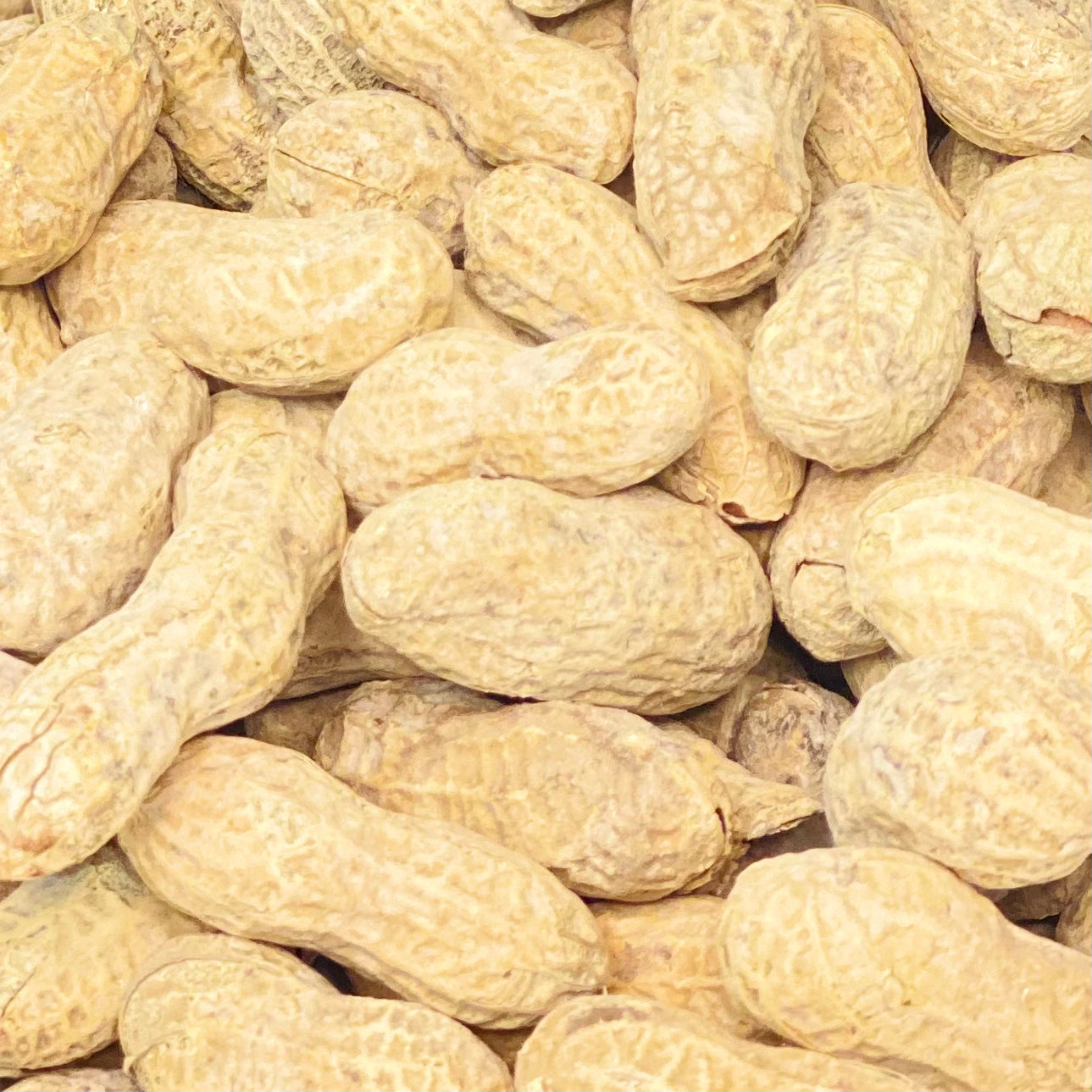 Candyshell Peanuts Peanuts In The Shell, Jumbo Roasted & Salted – Jeppi Nut & Candy Company